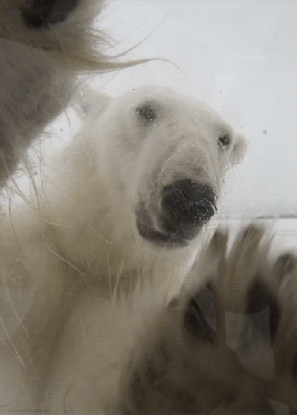 polar-bear-3.gif?w=421&amp;h=590
